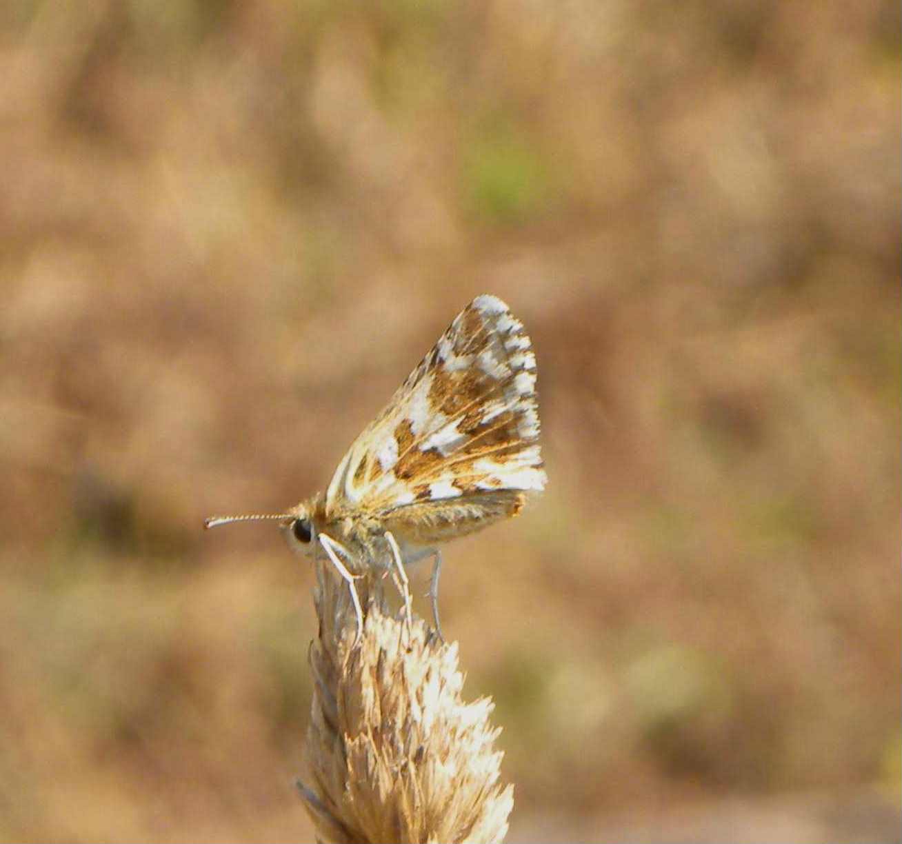 identificazione farfallina